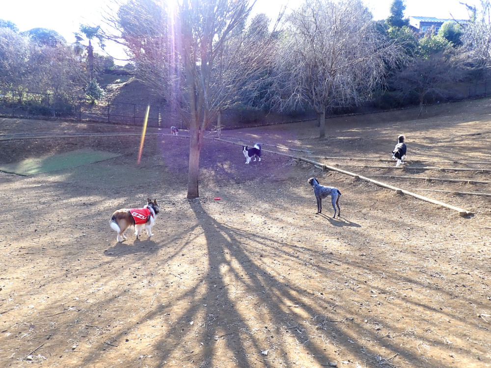 桜ヶ丘公園 ドッグラン