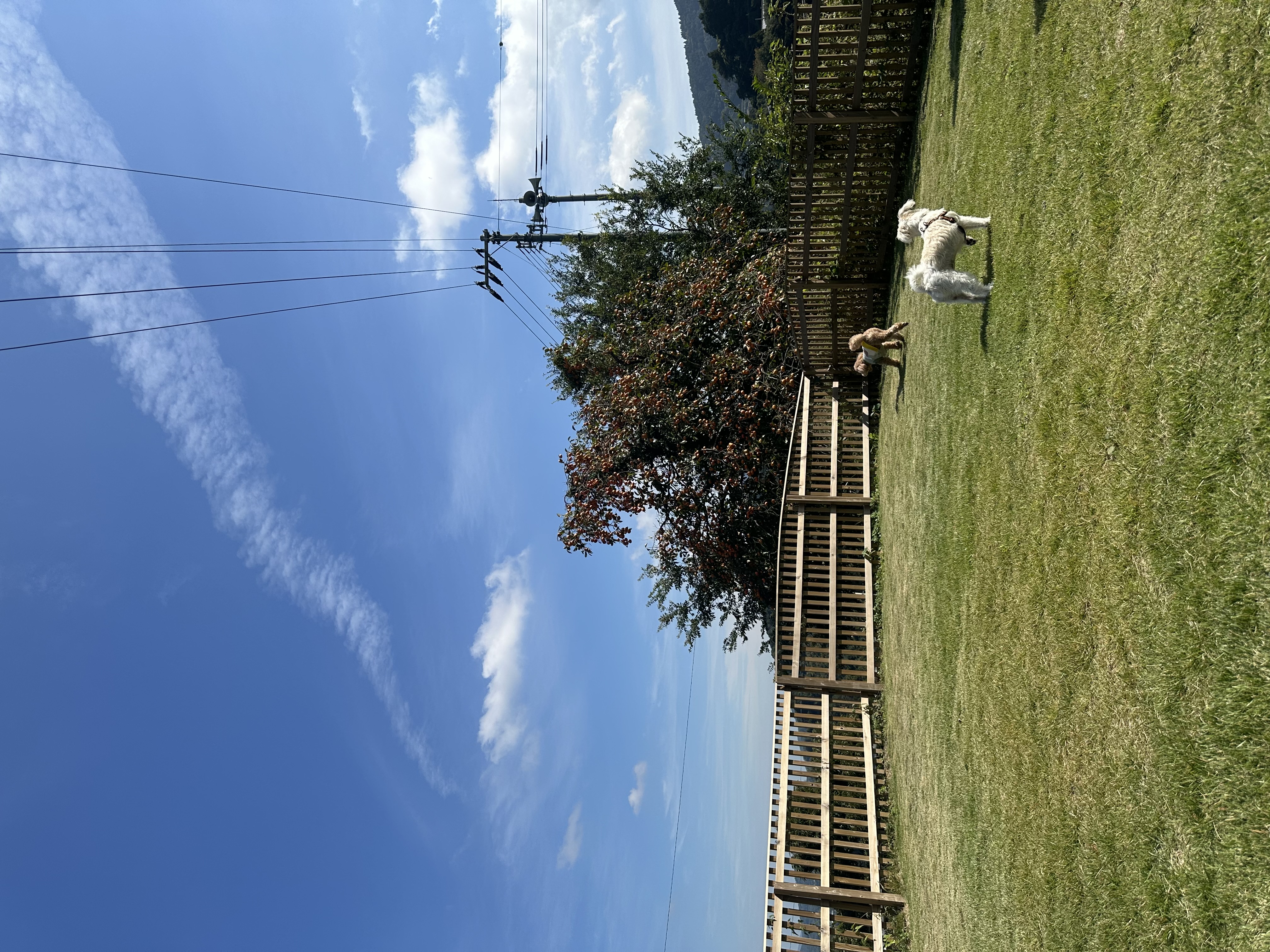 ドッグランDOGFIELD