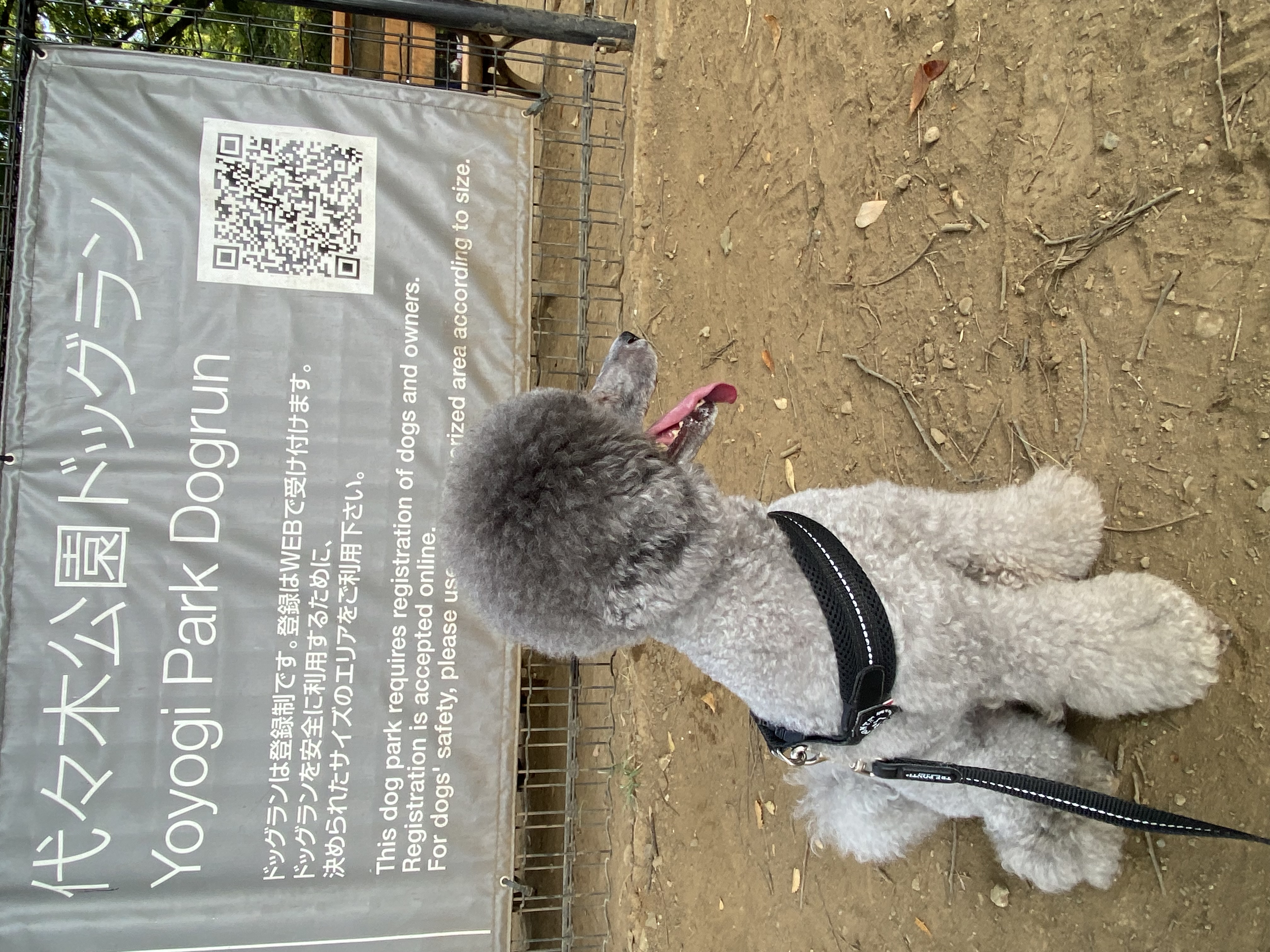代々木公園ドッグラン