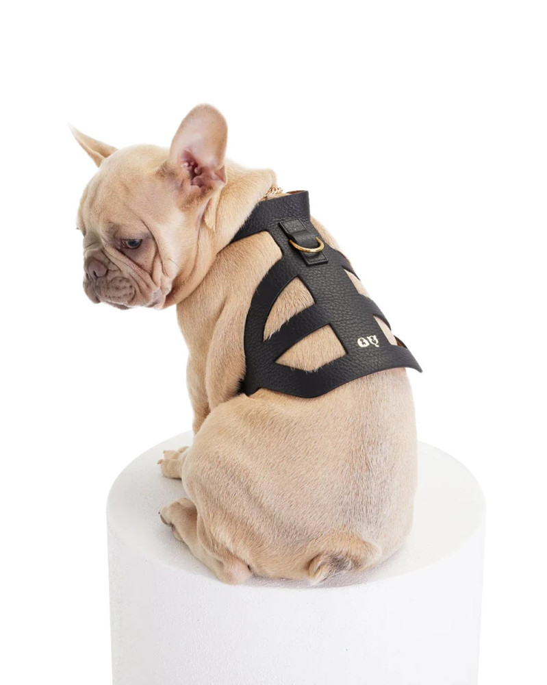 Pierre Dog Harness