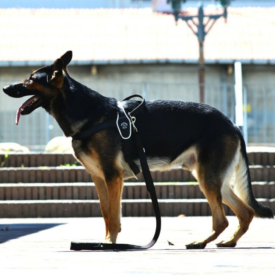 プリモ　リフレクティブ  犬  TRE PONTI  トレポンティ  ライフジャケット