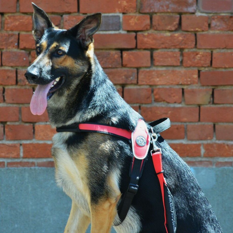 プリモ　リフレクティブ  犬  TRE PONTI  トレポンティ  ライフジャケット