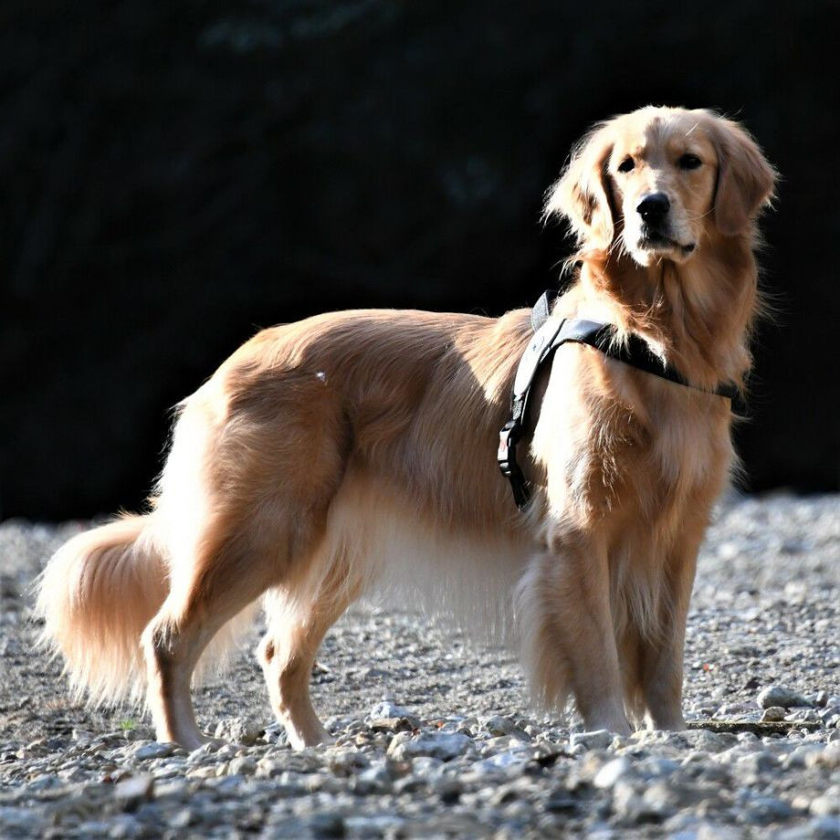 プリモ　リフレクティブ  犬  TRE PONTI  トレポンティ  ライフジャケット