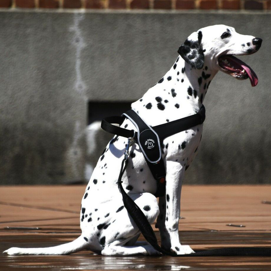 プリモ　リフレクティブ  犬  TRE PONTI  トレポンティ  ライフジャケット