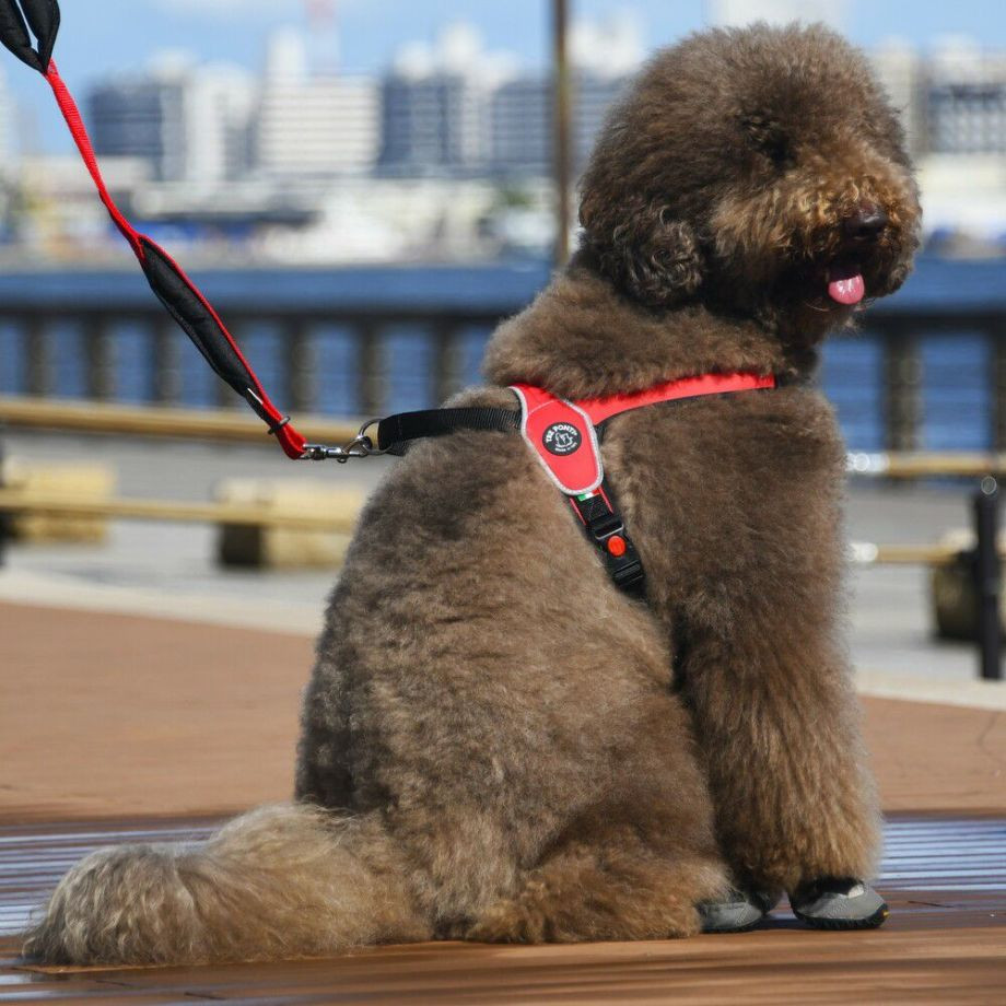 プリモ　リフレクティブ  犬  TRE PONTI  トレポンティ  ライフジャケット