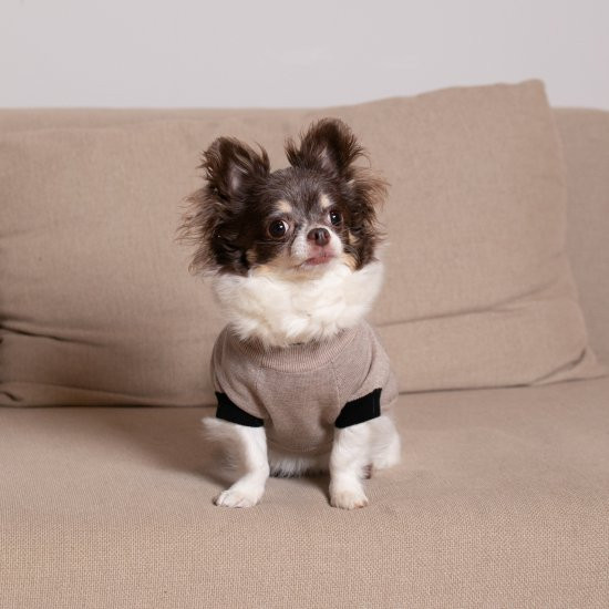 cashmere × cotton mock neck knit for DOG〈 beige × black 〉