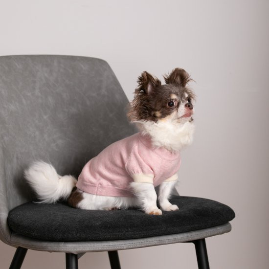 cashmere × cotton mock neck knit for DOG〈 pink × ivory 〉