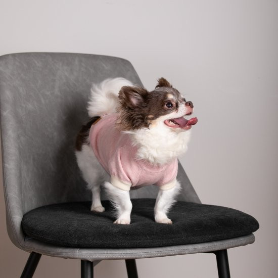 cashmere × cotton mock neck knit for DOG〈 pink × ivory 〉