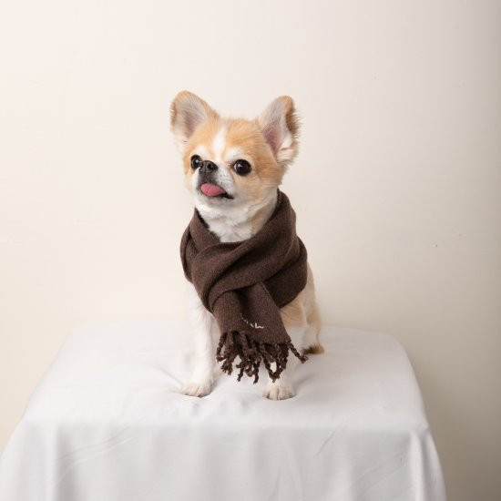 cashmere100%大判muffler for DOG with.002