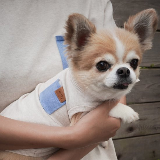 bicolor cotton knit for DOG 〈 blue × beige 〉