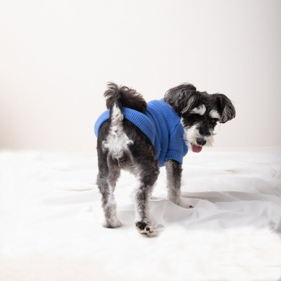 cotton mole oversize knit for DOG with.006〈 blue 〉