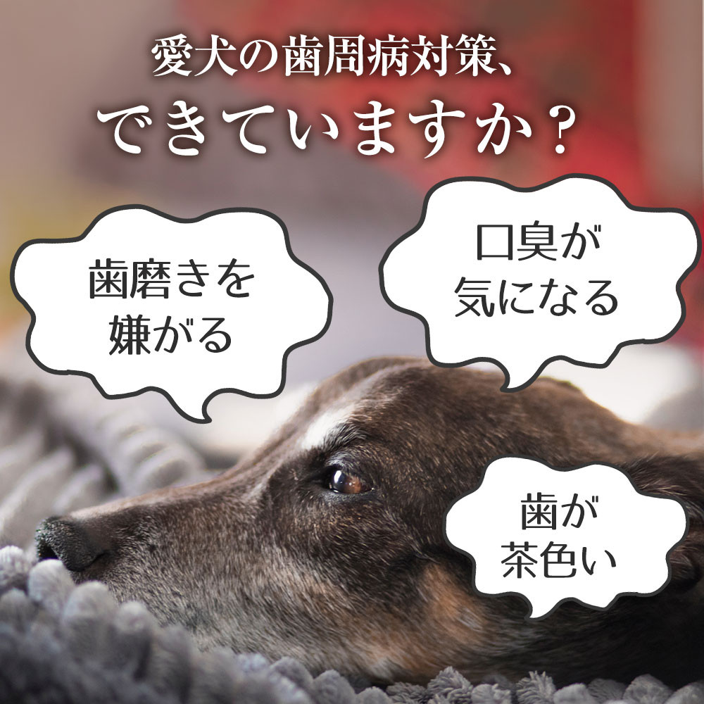 Bow＆Mew ひのき成分 歯磨き ジェル 犬用 ≪50g≫