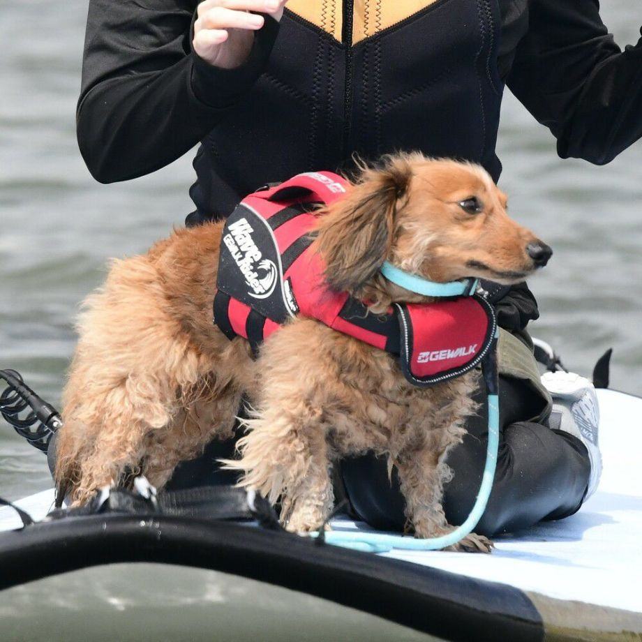 ウェーブライダー エコ ライフジャケット 犬用　 【XSサイズ】  犬  GEWALK    ライフジャケット