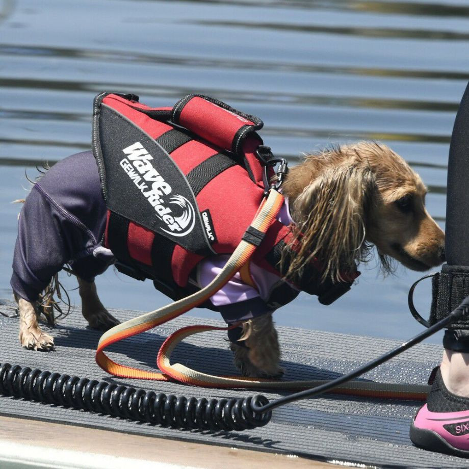 ウェーブライダー エコ ライフジャケット 犬用　 【XSサイズ】  犬  GEWALK    ライフジャケット