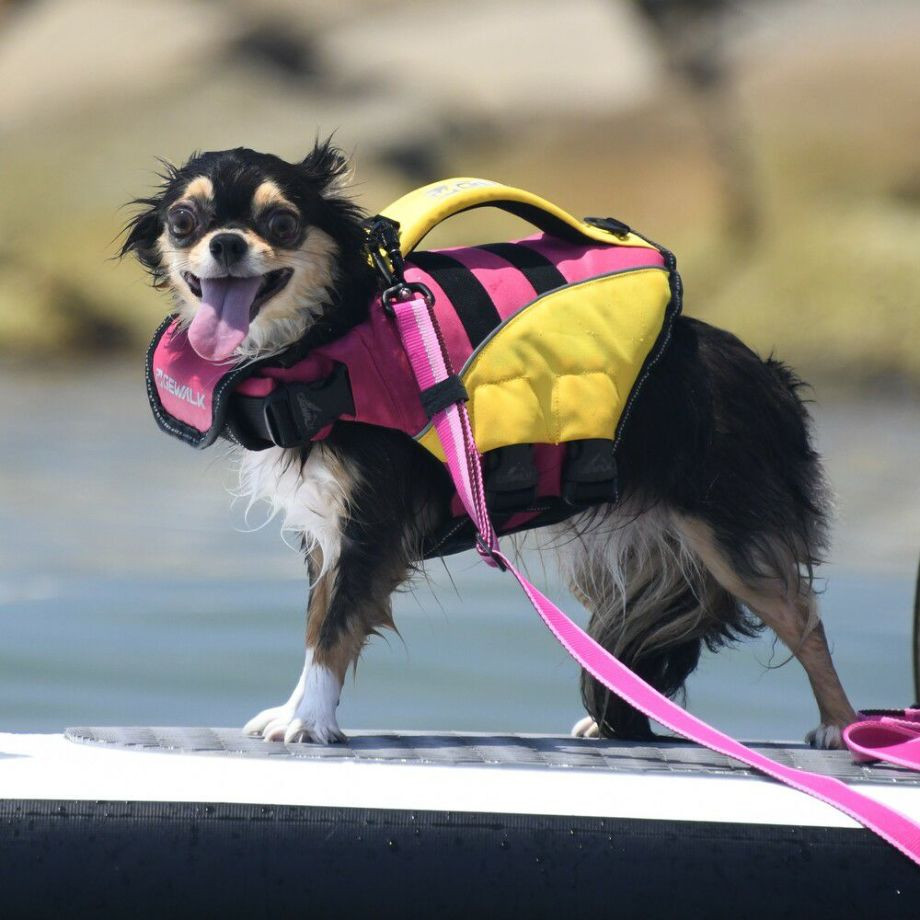 ウェーブライダー エコ ライフジャケット 犬用　 【XSサイズ】  犬  GEWALK    ライフジャケット