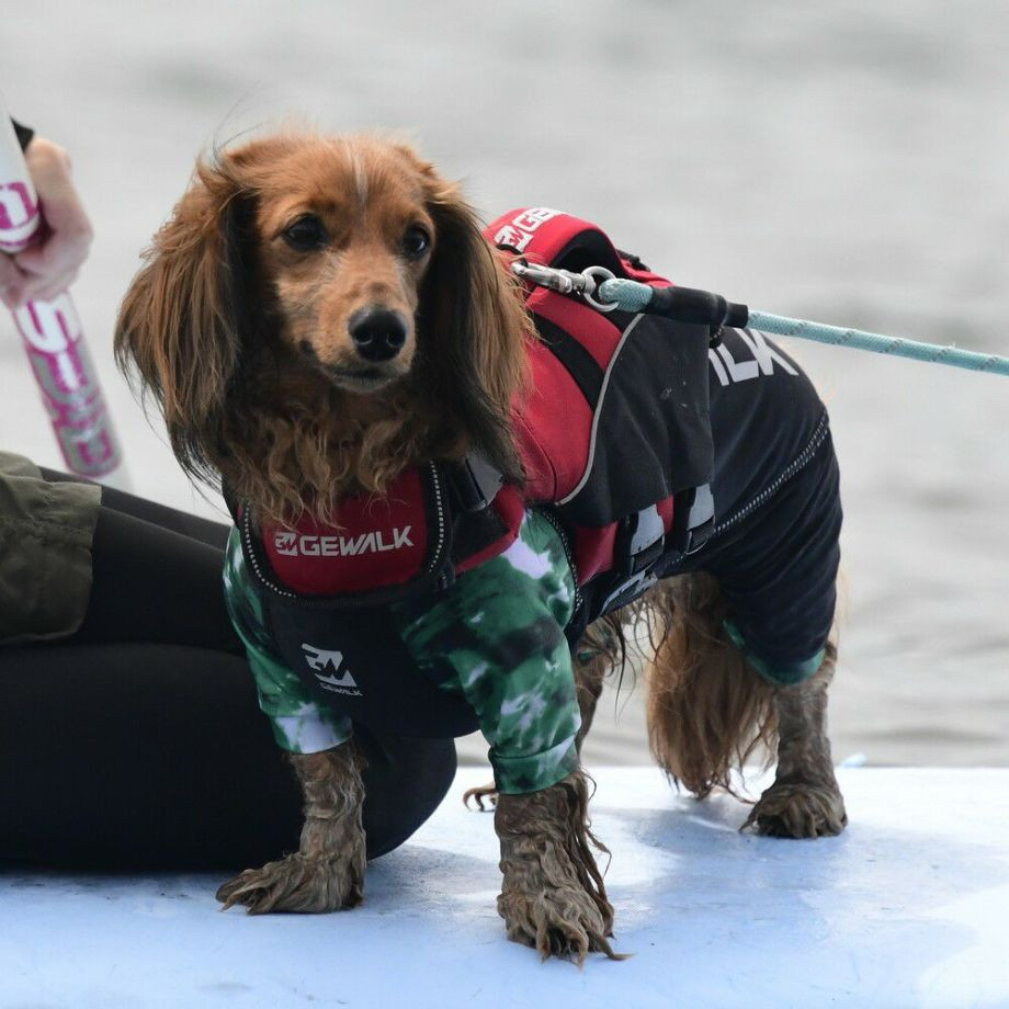 ウェーブライダー エコ ライフジャケット 犬用　 【XSサイズ】  犬  GEWALK    ライフジャケット