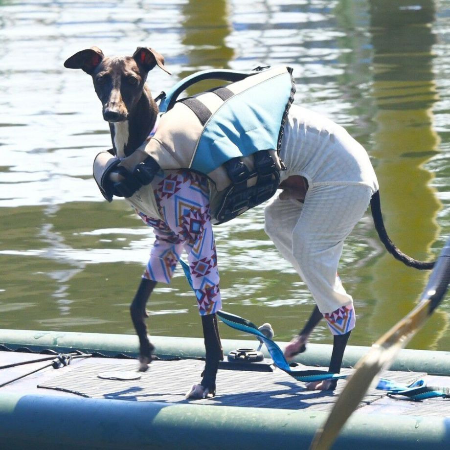 ウェーブライダー エコ ライフジャケット 犬用　 【Sサイズ】  犬  GEWALK    ライフジャケット