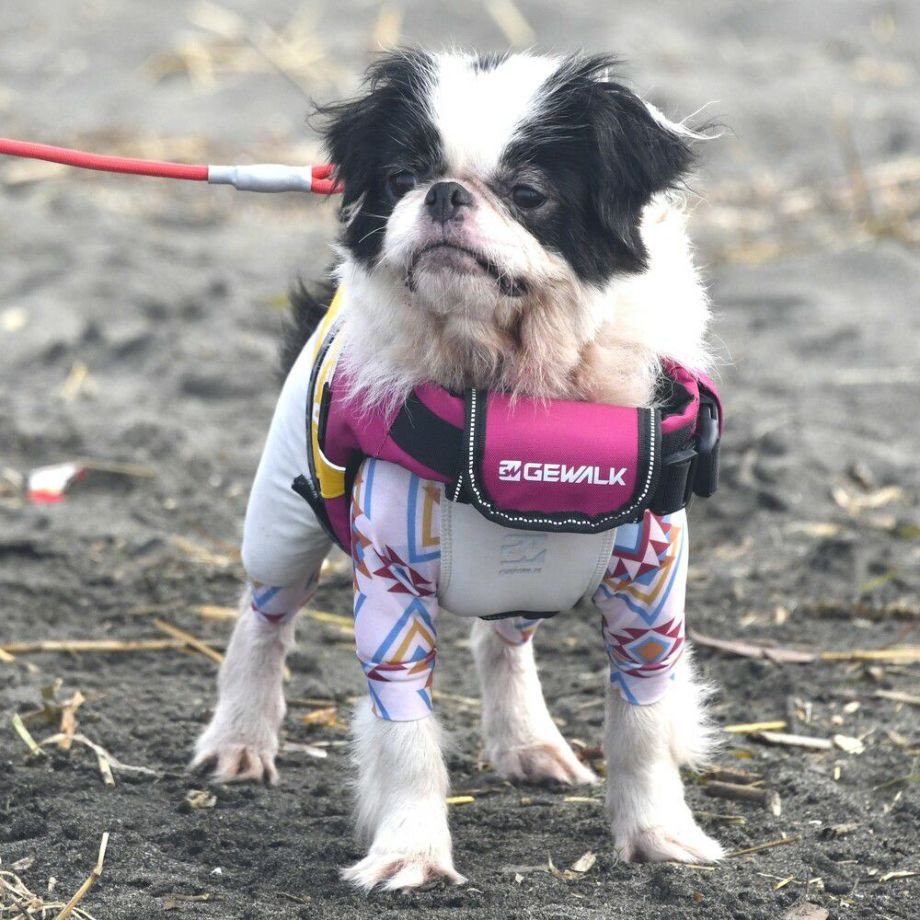 ウェーブライダー エコ ライフジャケット 犬用　 【Sサイズ】  犬  GEWALK    ライフジャケット