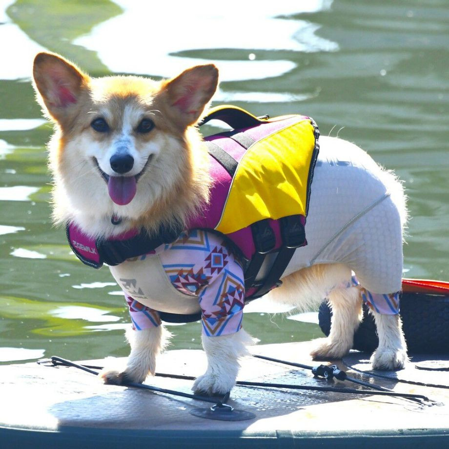 ウェーブライダー エコ ライフジャケット 犬用　 【Sサイズ】  犬  GEWALK    ライフジャケット