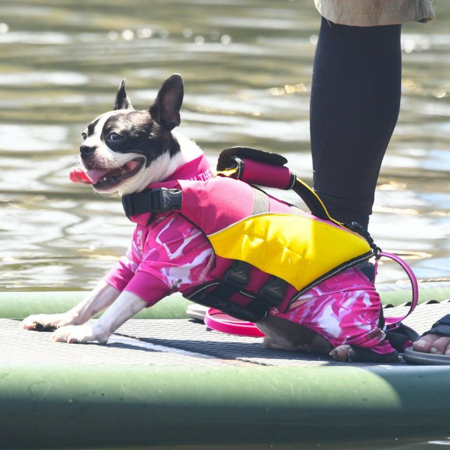 ウェーブライダー エコ ライフジャケット 犬用　 【Sサイズ】  犬  GEWALK    ライフジャケット