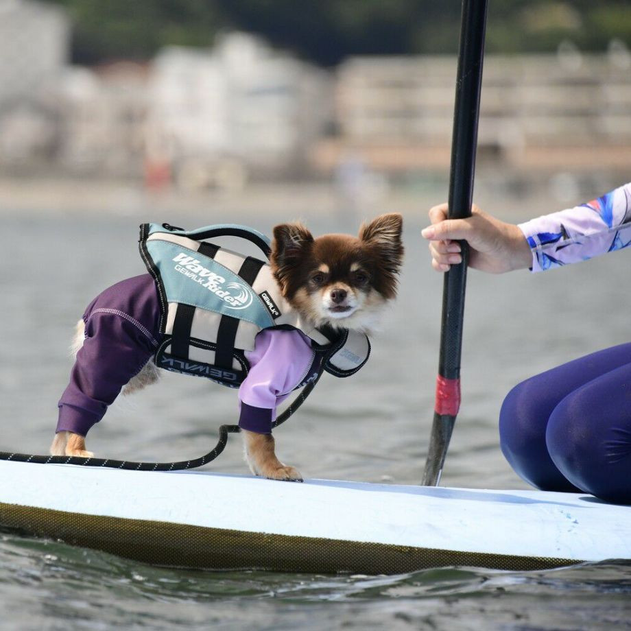 ウェーブライダー エコ ライフジャケット 犬用 【XXSサイズ】  犬  GEWALK    ライフジャケット