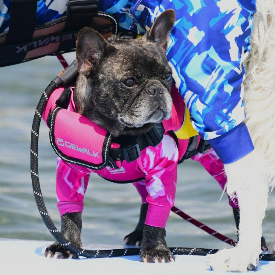 ウェーブライダー エコ ライフジャケット 犬用　 【Mサイズ】  犬  GEWALK    ライフジャケット