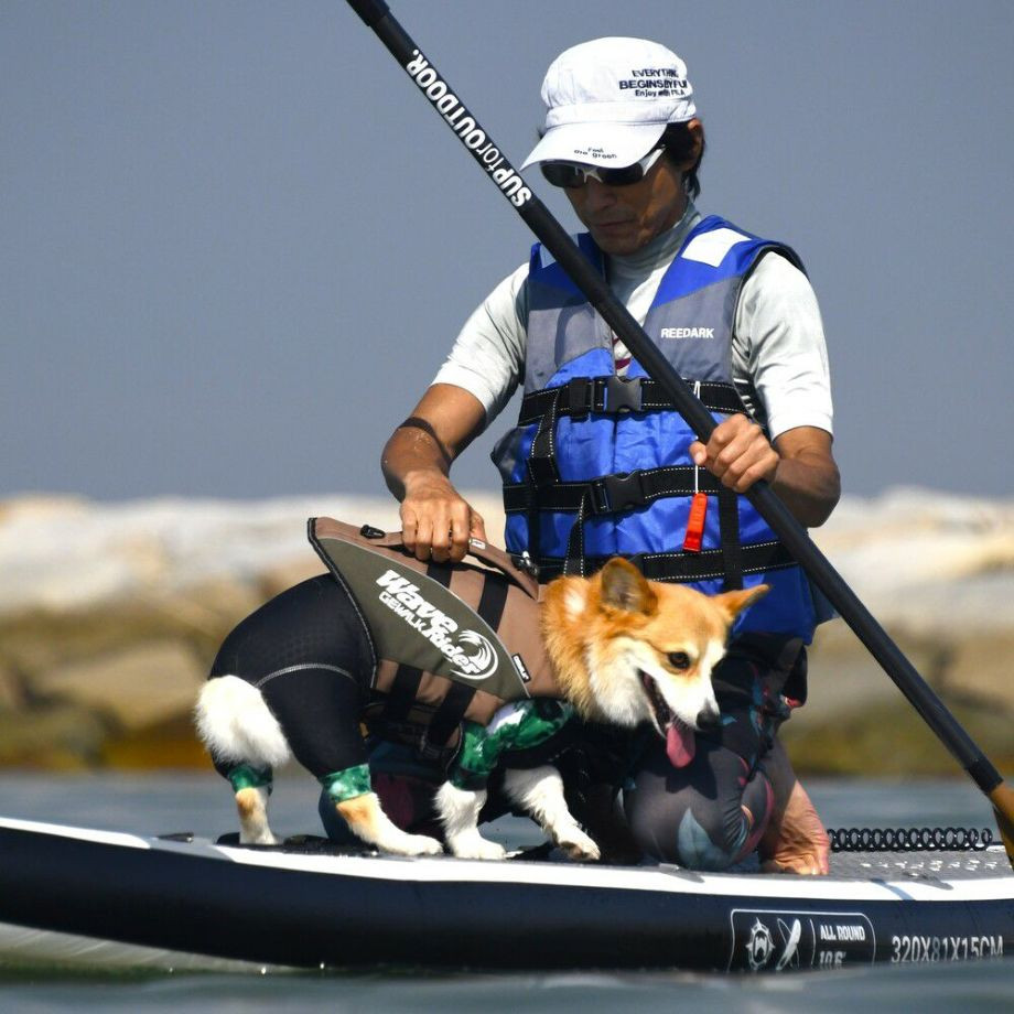 ウェーブライダー エコ ライフジャケット 犬用　 【Mサイズ】  犬  GEWALK    ライフジャケット