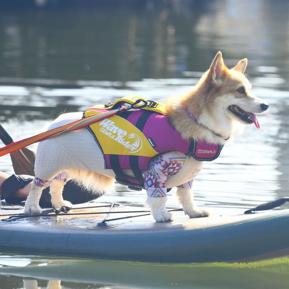 ウェーブライダー エコ ライフジャケット 犬用　 【Mサイズ】  犬  GEWALK    ライフジャケット