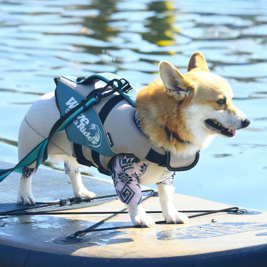 ウェーブライダー エコ ライフジャケット 犬用　 【Mサイズ】  犬  GEWALK    ライフジャケット