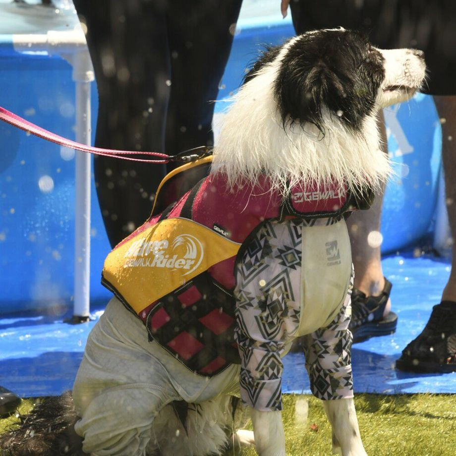 ウェーブライダー エコ ライフジャケット 犬用　 【Lサイズ】  犬  GEWALK    ライフジャケット