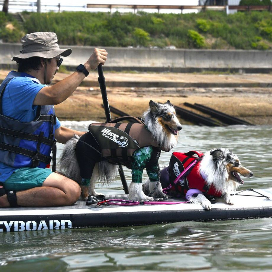 ウェーブライダー エコ ライフジャケット 犬用　 【Lサイズ】  犬  GEWALK    ライフジャケット