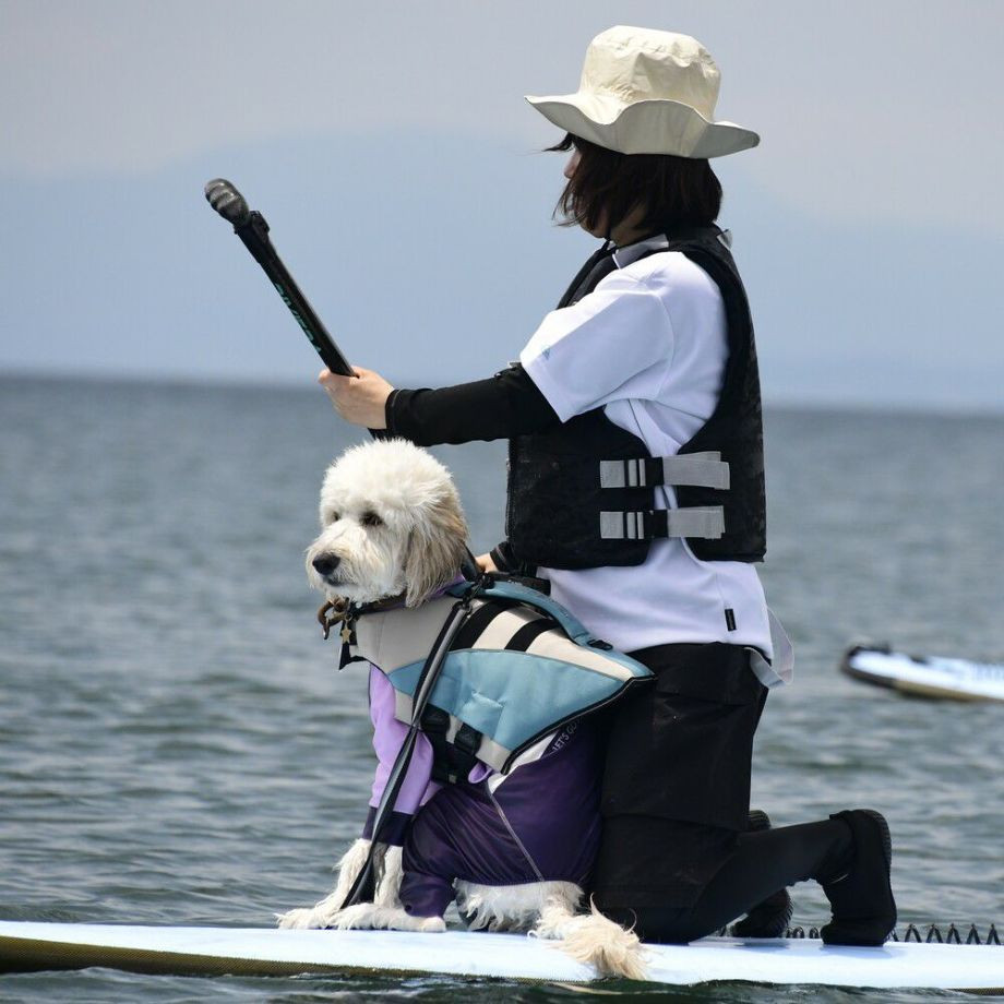 ウェーブライダー エコ ライフジャケット 犬用　 【Lサイズ】  犬  GEWALK    ライフジャケット