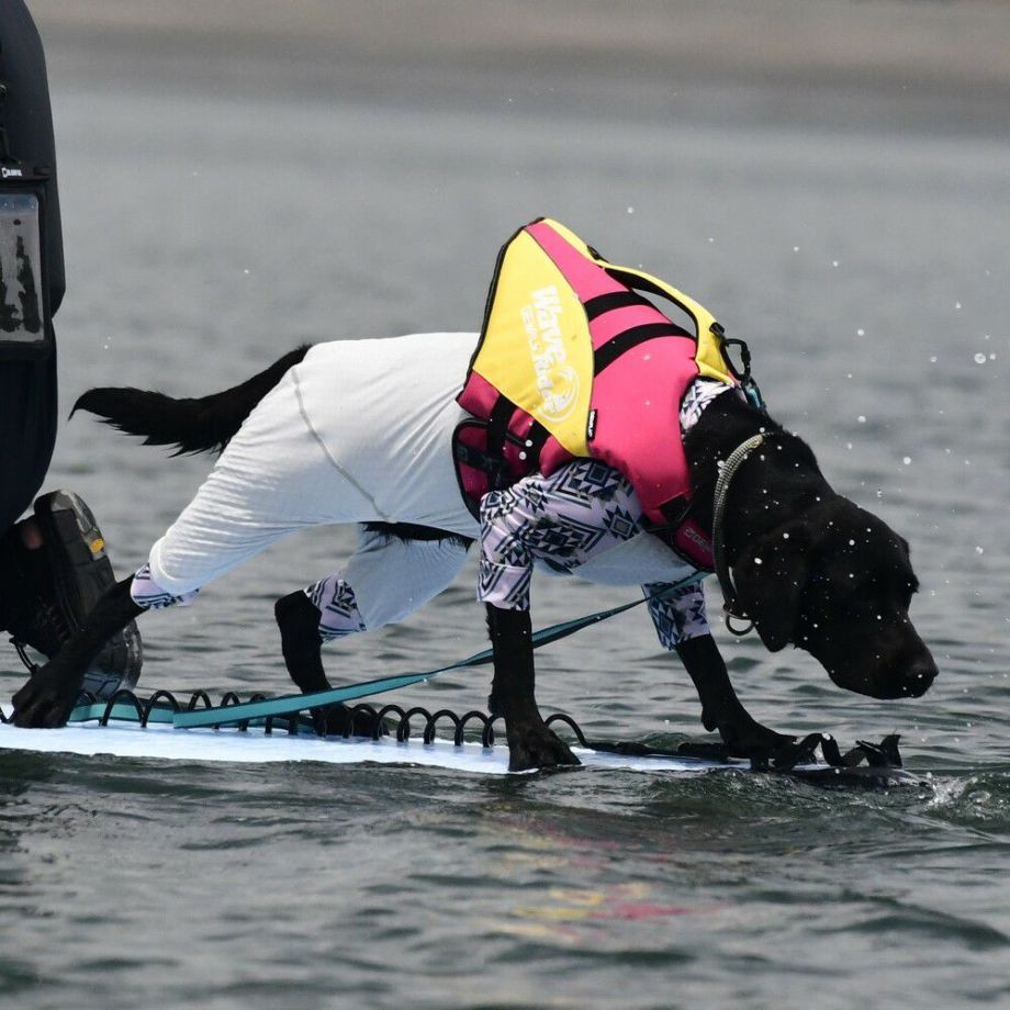 ウェーブライダー エコ ライフジャケット 犬用　 【XLサイズ】  犬  GEWALK    ライフジャケット