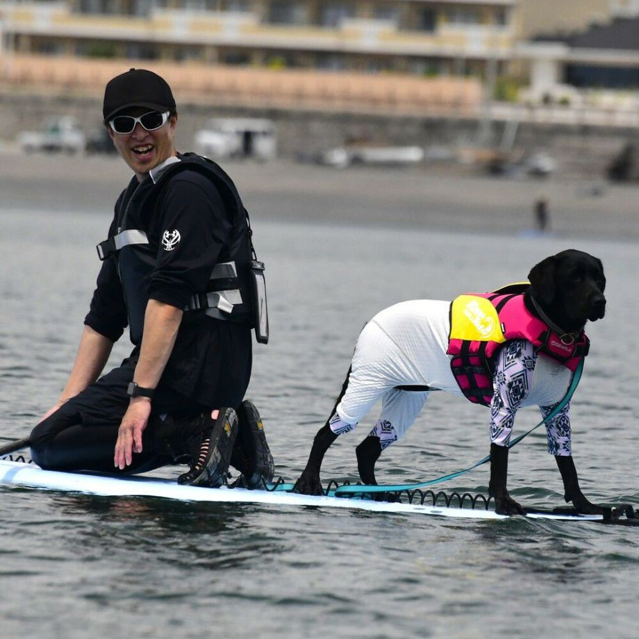 ウェーブライダー エコ ライフジャケット 犬用　 【XLサイズ】  犬  GEWALK    ライフジャケット