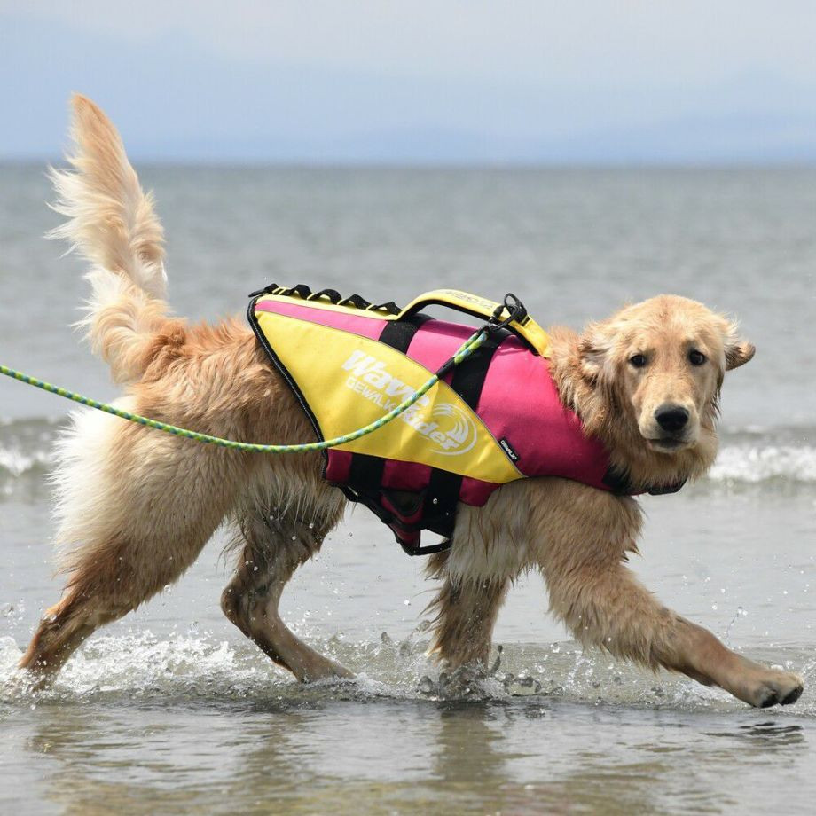 ウェーブライダー エコ ライフジャケット 犬用　 【2XLサイズ】  犬  GEWALK    ライフジャケット