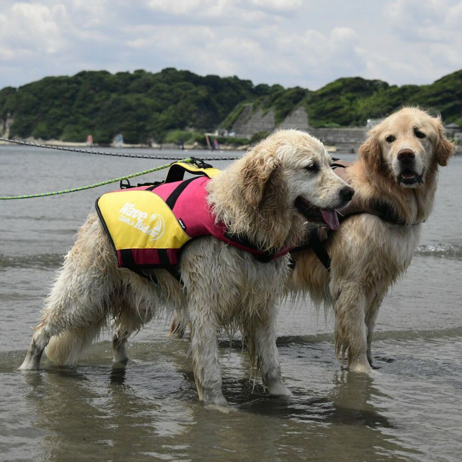 ウェーブライダー エコ ライフジャケット 犬用　 【2XLサイズ】  犬  GEWALK    ライフジャケット