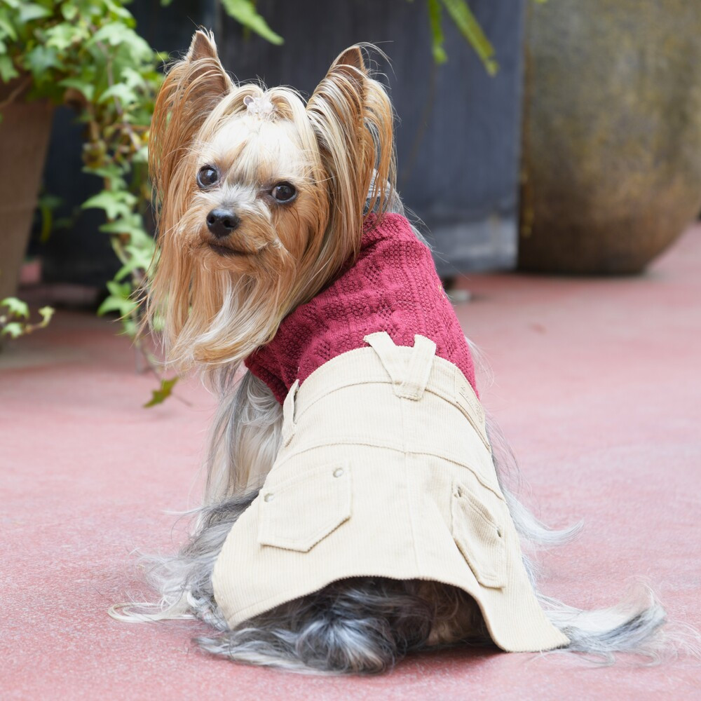 コーデュロイワンピース　【L】  犬  Gemelli    ワンピース