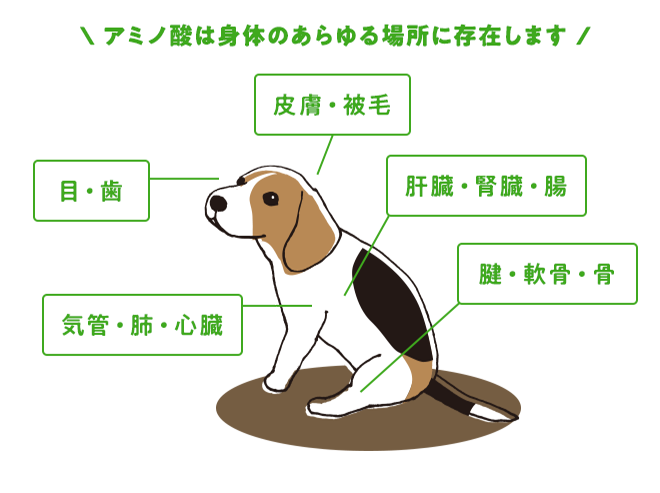 【全年齢犬用】犬用サプリメント 犬のためのコラーゲン 40g