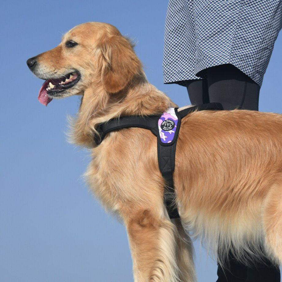 プリモ　カモフラージュ  犬  TRE PONTI  トレポンティ  ハーネス