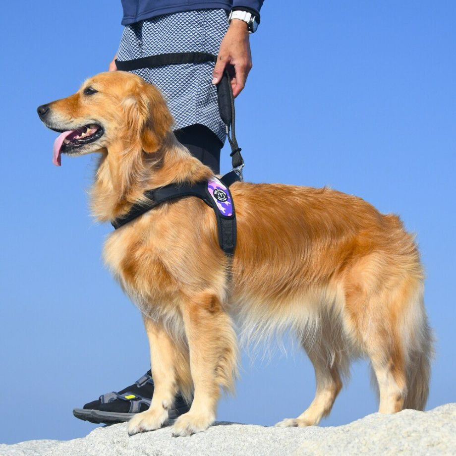 プリモ　カモフラージュ  犬  TRE PONTI  トレポンティ  ハーネス