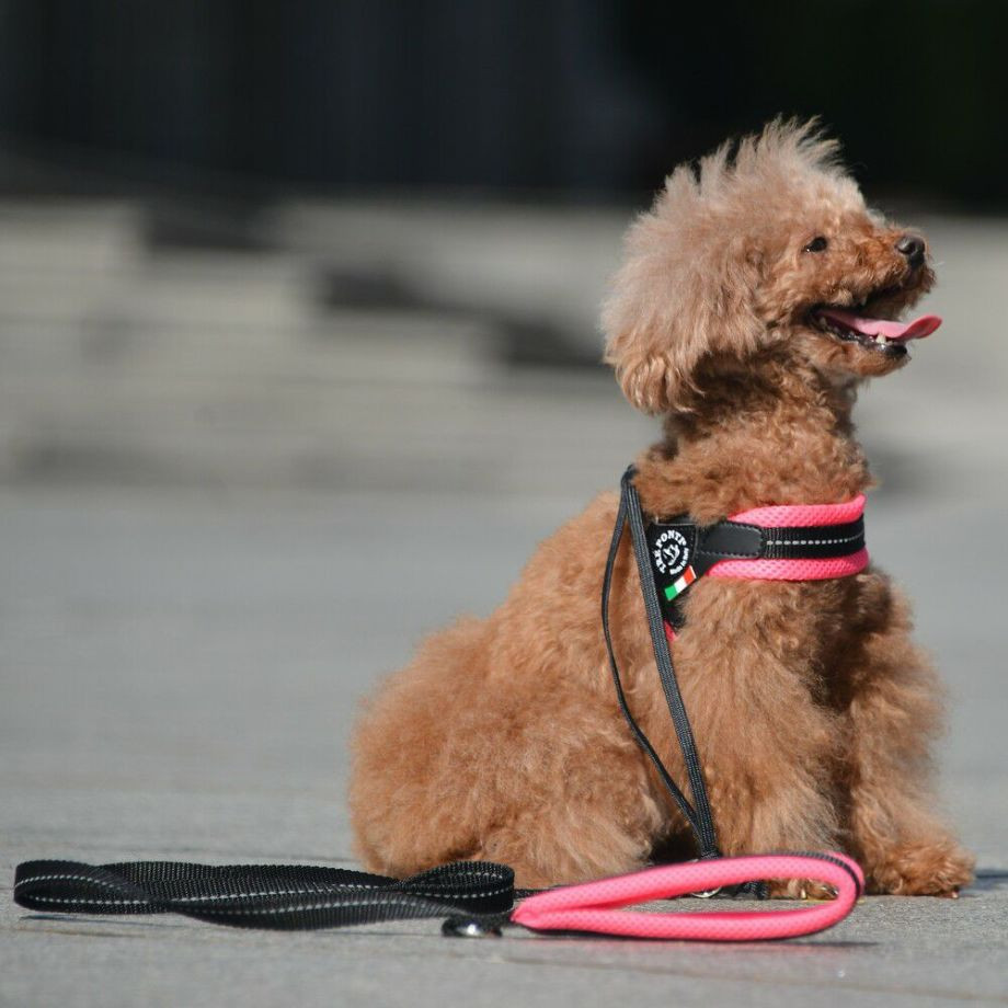 ソフトメッシュリーシュ  犬猫用  TRE PONTI  トレポンティ  リード