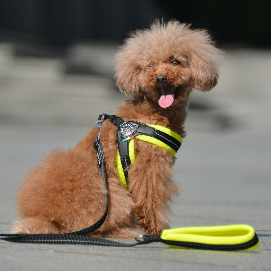 ソフトメッシュリーシュ  犬猫用  TRE PONTI  トレポンティ  リード