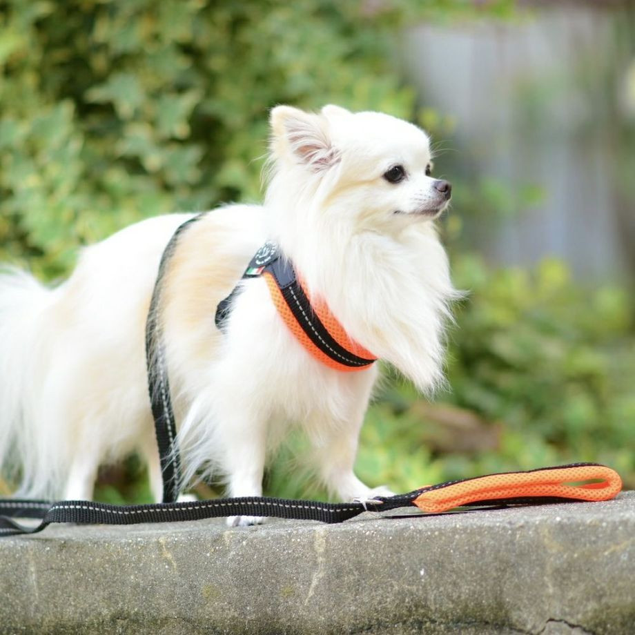 ソフトメッシュリーシュ  犬猫用  TRE PONTI  トレポンティ  リード