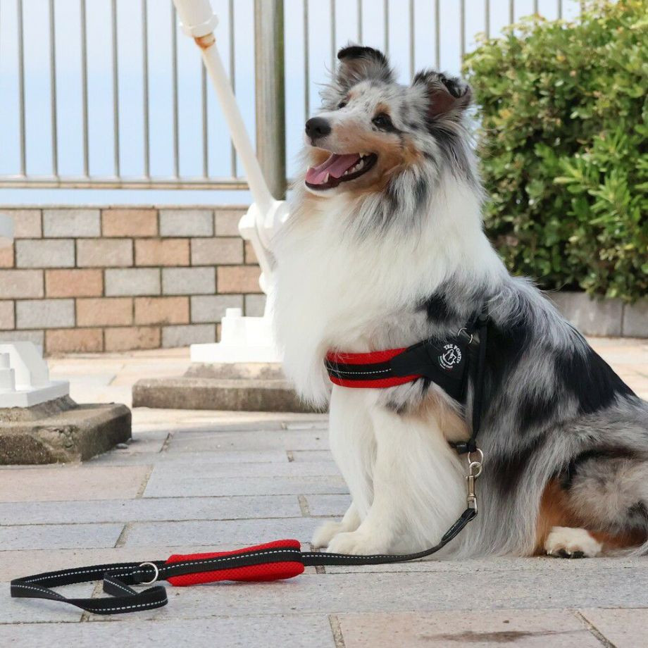 ソフトメッシュリーシュ  犬猫用  TRE PONTI  トレポンティ  リード