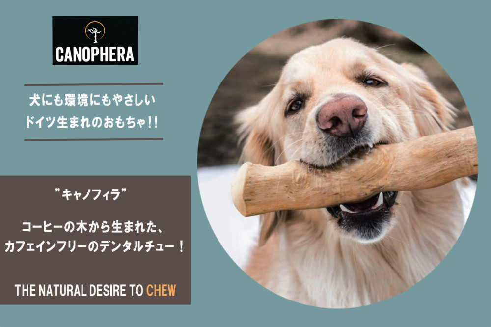CANOPHERA キャノフィラ 犬用デンタルチュースティック 全犬種成犬用 XLサイズ 1本入り