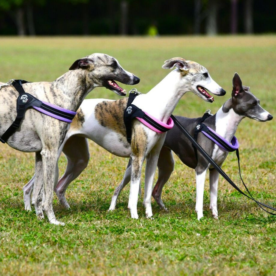 フィッビア　アジャスタブルタイプ　ソフトメッシュ　パステル【2号　2.5号】  犬猫用  TRE PONTI  トレポンティ  ハーネス