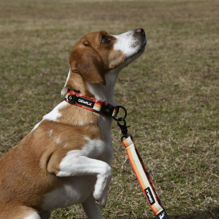 LGE103 コンフォタブルカラー　エコ【2.5号 3号】首輪  犬  GEWALK  ジウォーク  首輪