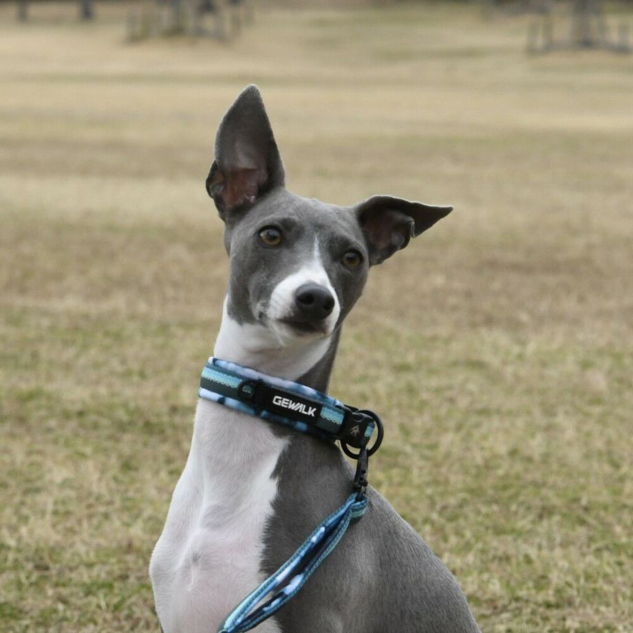 LGE103 コンフォタブルカラー　エコ【2.5号 3号】首輪  犬  GEWALK  ジウォーク  首輪