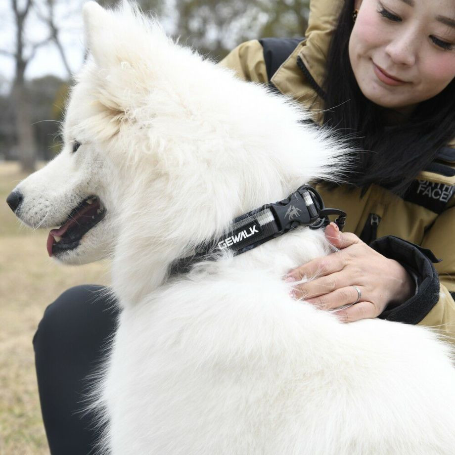 LGE103 コンフォタブルカラー　エコ【3.5号 4号】首輪  犬  GEWALK  ジウォーク  首輪