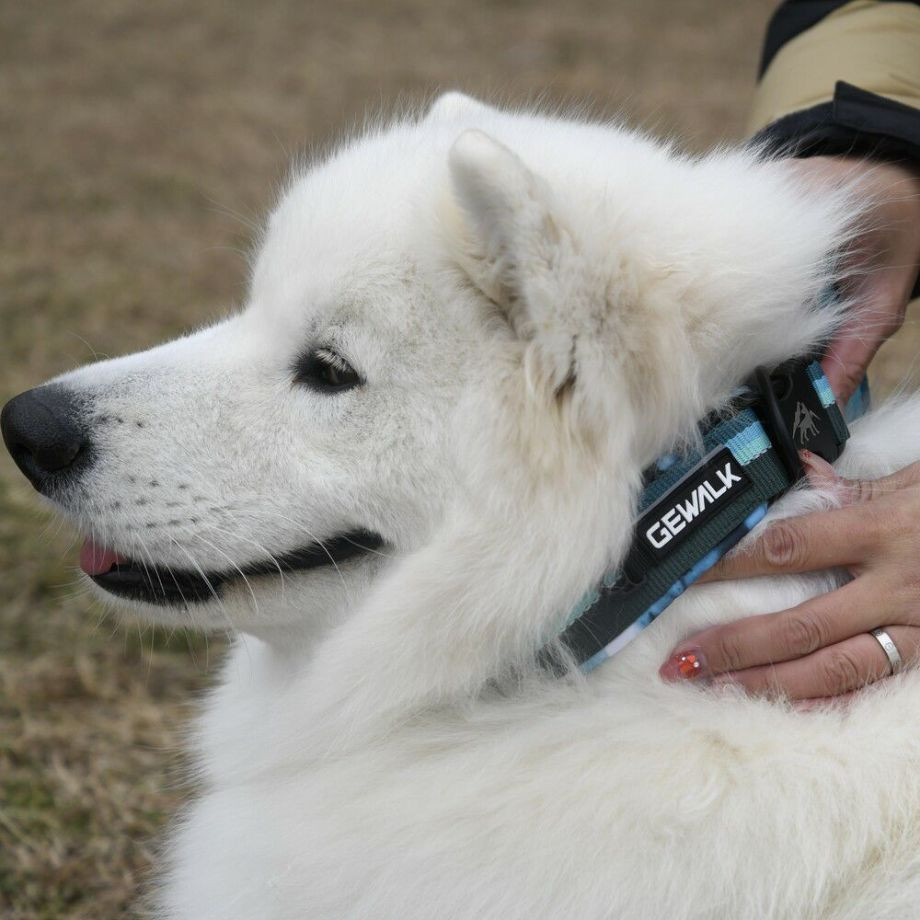 LGE103 コンフォタブルカラー　エコ【3.5号 4号】首輪  犬  GEWALK  ジウォーク  首輪